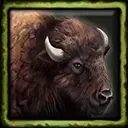 Bison