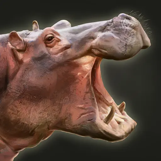 Nili the Playful Hippo portrait