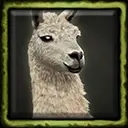 Llama