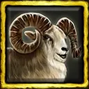 Marco Polo Sheep