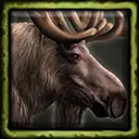 Moose