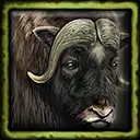 Musk Ox