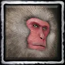 Duber the Pet Monkey