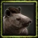 Tapir