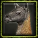Guanaco