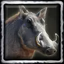 Beau the Barbaric Boar